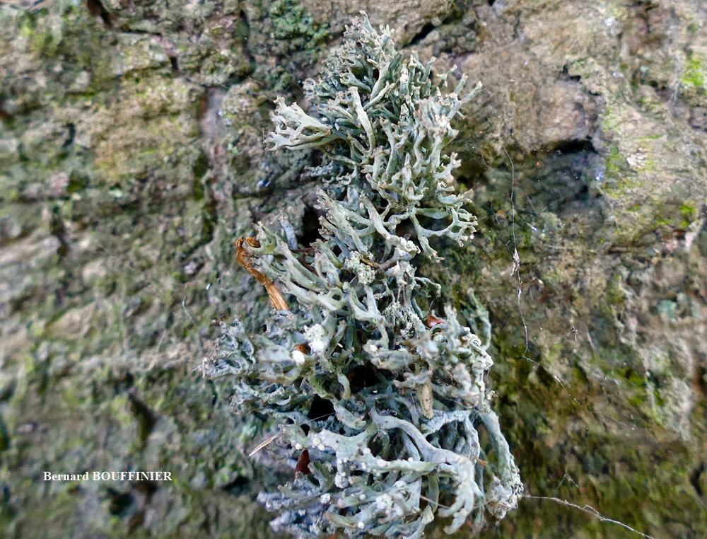 Roccella phycopsis forme corticole.